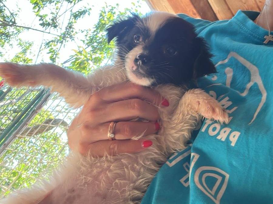 Adozione cane, femmina, Razza sconosciuta Razza sconosciuta, 3 mesi, taglia media, Milano