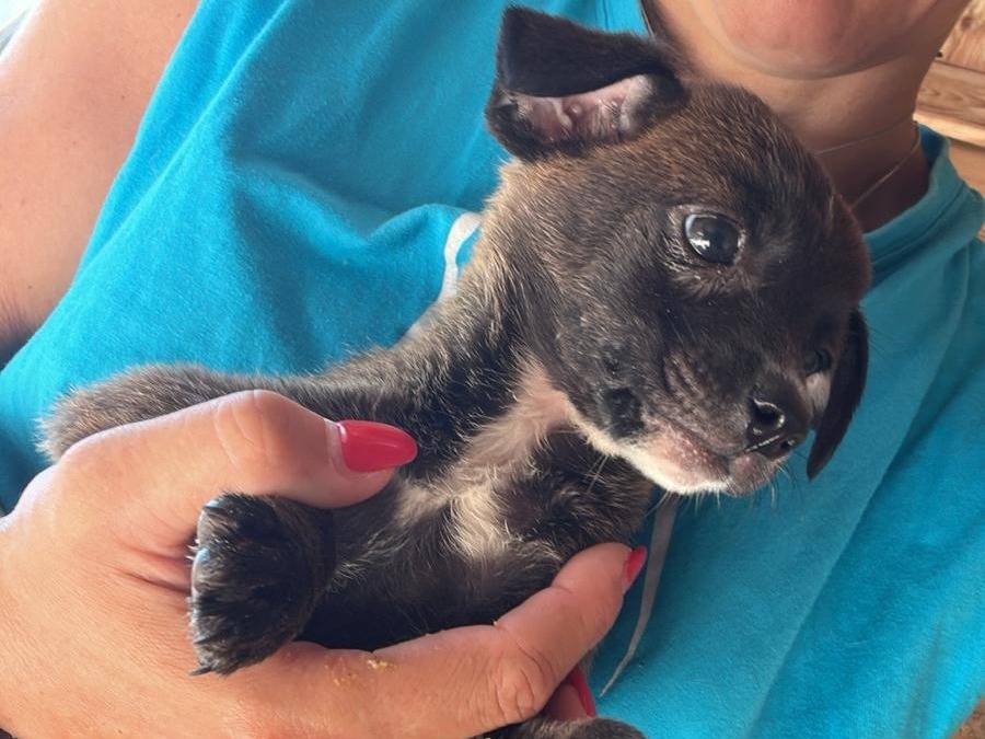 Adotta un cane, femmina, 3 mesi, Milano