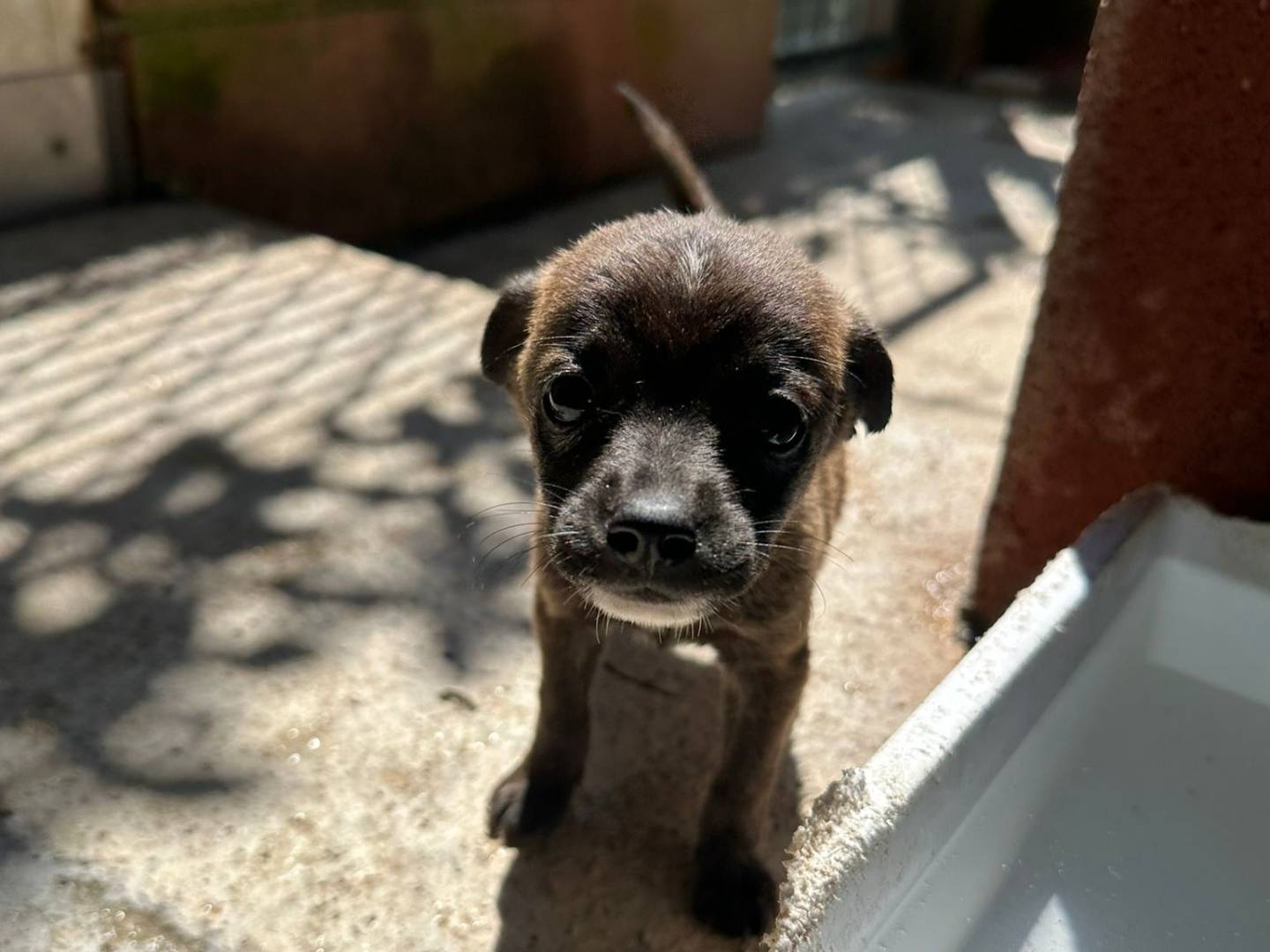Adozione cane, femmina, Razza sconosciuta Razza sconosciuta, 3 mesi, taglia media, Milano