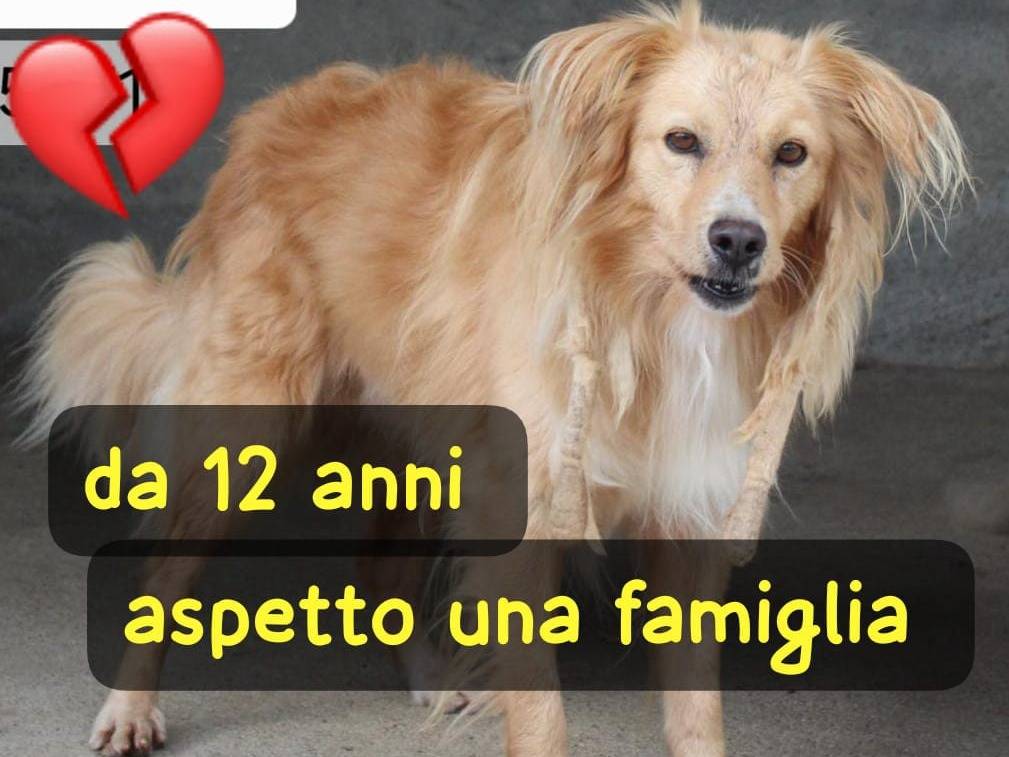 Adozione cane, maschio, Razza sconosciuta Razza sconosciuta, 12 anni e 1 mese, taglia media, Belluno