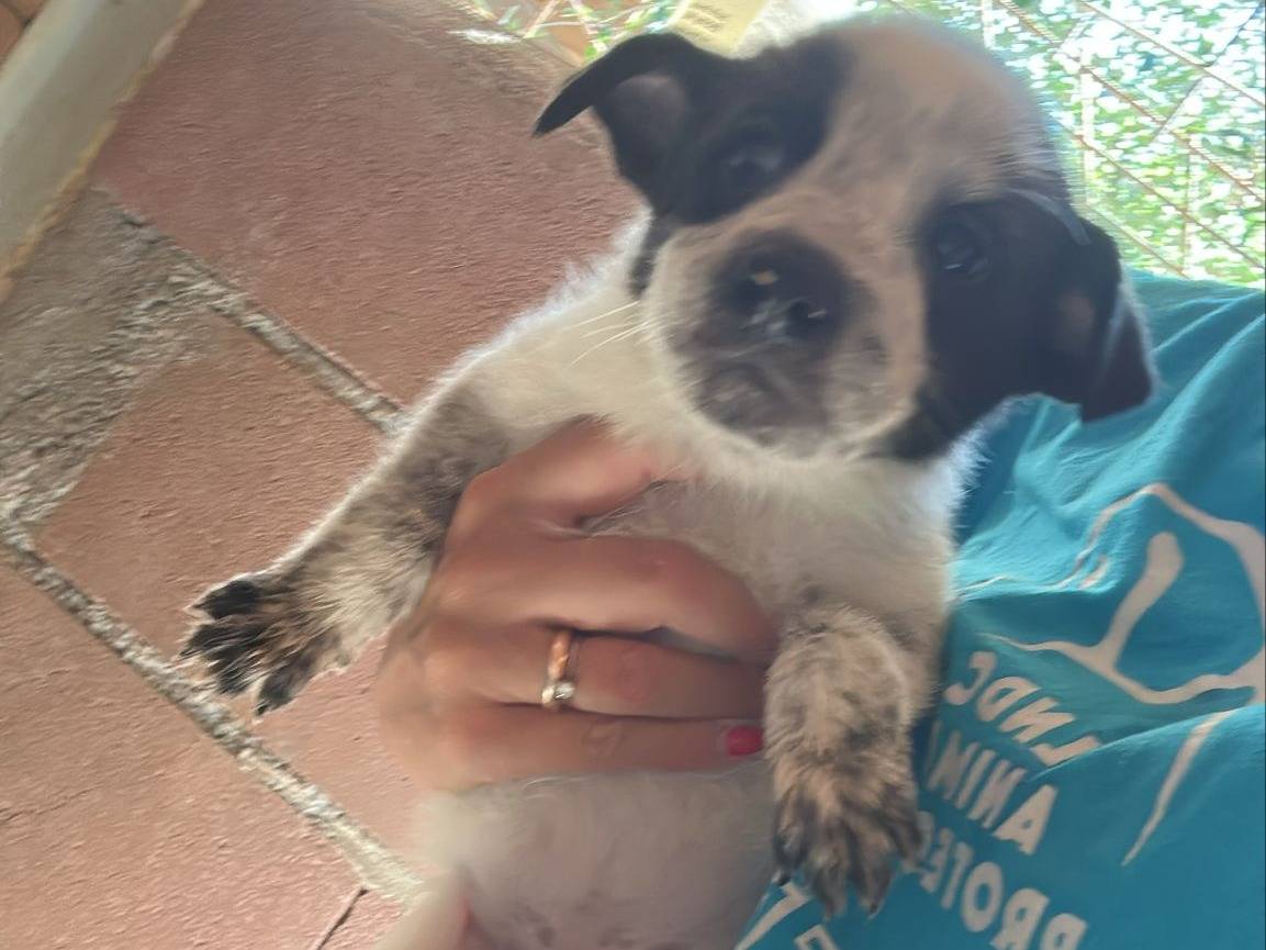 Adozione cane, femmina, Razza sconosciuta Razza sconosciuta, 3 mesi, taglia media, Milano