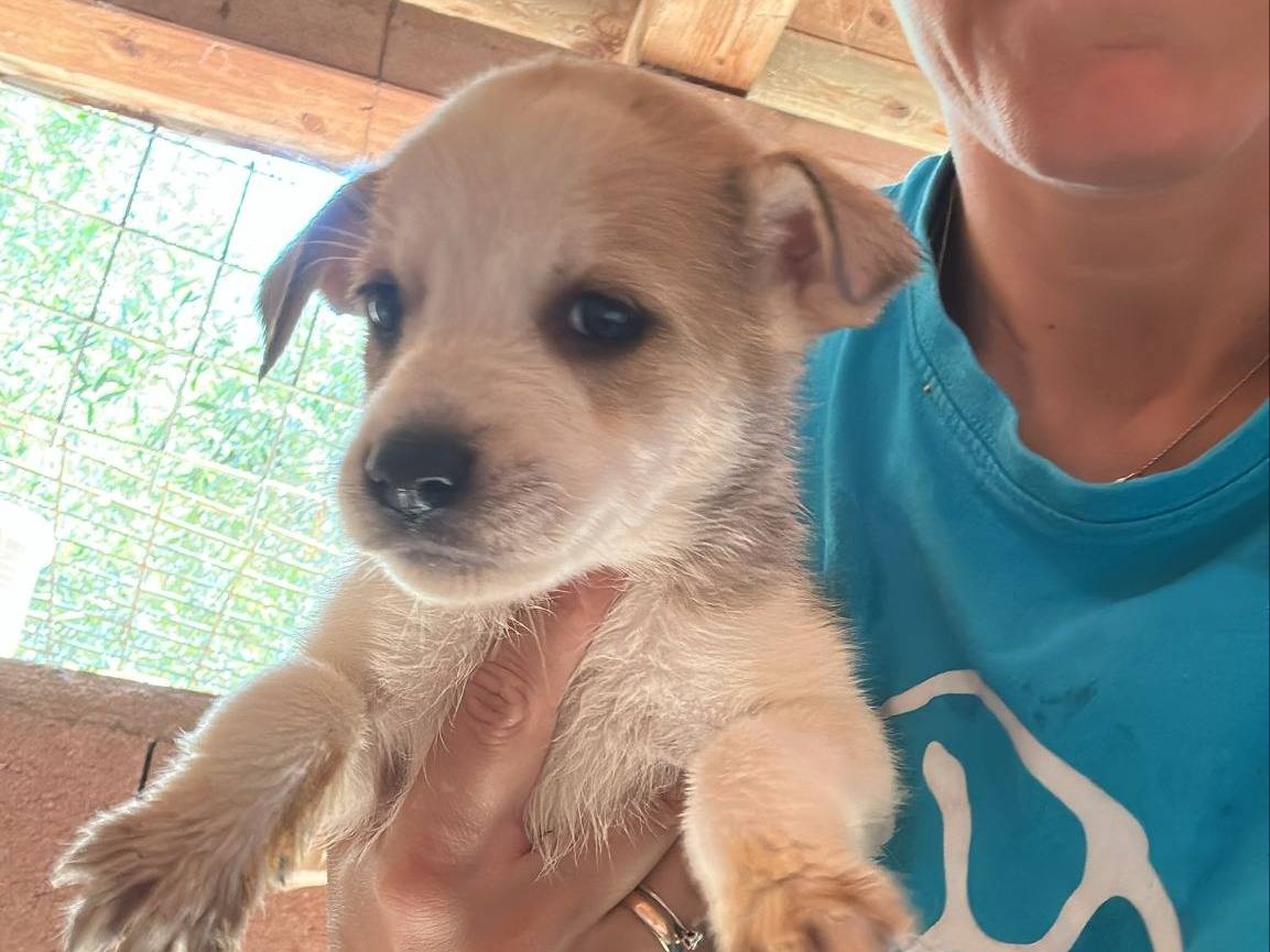 Adozione cane, femmina, Razza sconosciuta Razza sconosciuta, 3 mesi, taglia media, Milano