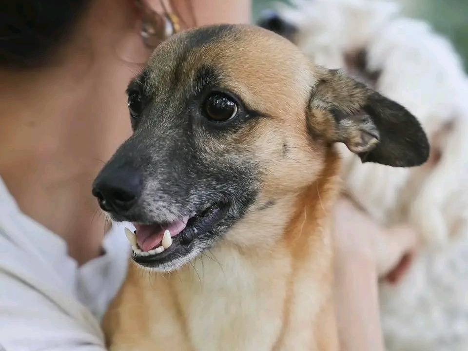 Adozione cane, maschio, Razza sconosciuta Razza sconosciuta, 10 anni e 6 mesi, taglia media contenuta, Cremona
