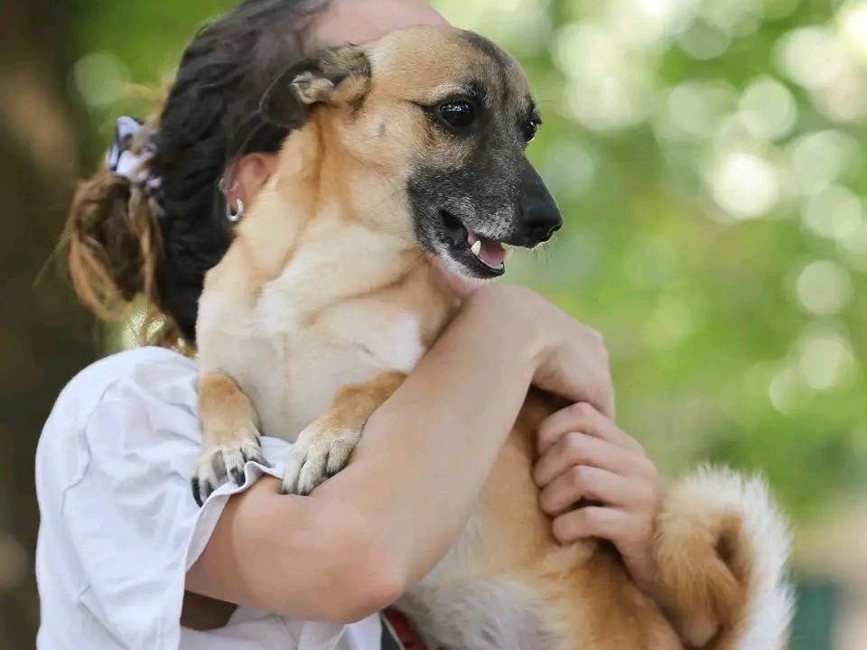 Adotta un cane, maschio, 10 anni e 6 mesi, Cremona