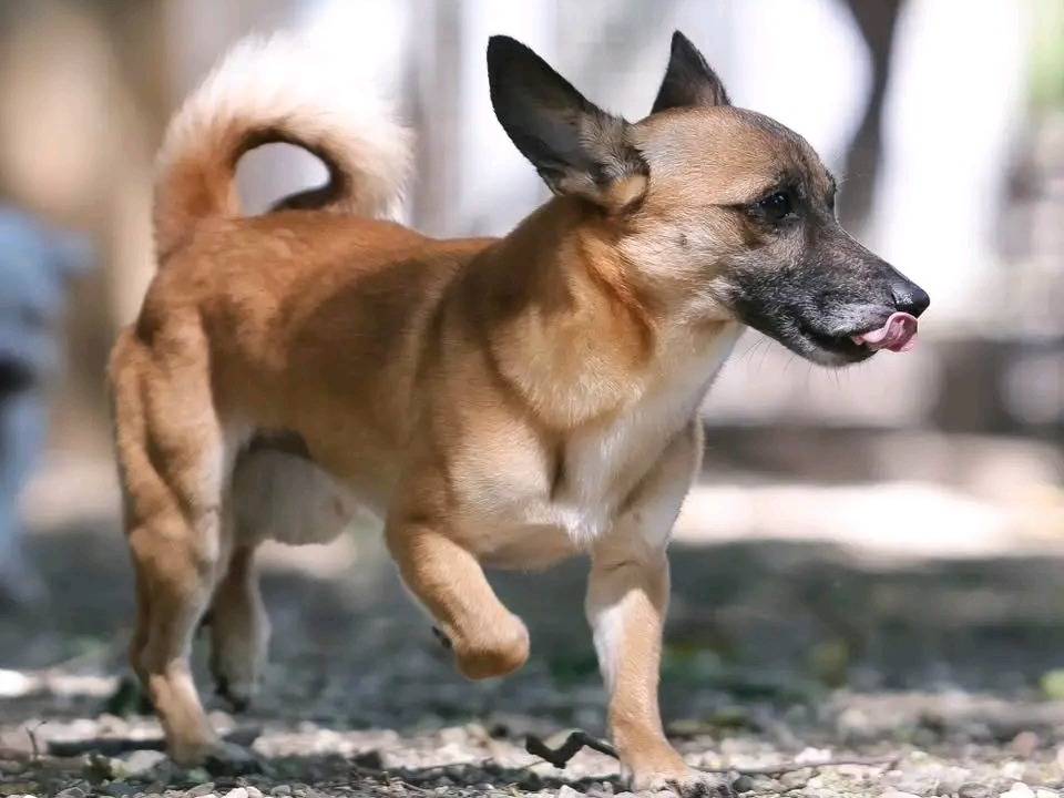Adotta un cane, taglia media contenuta, maschio, Cremona