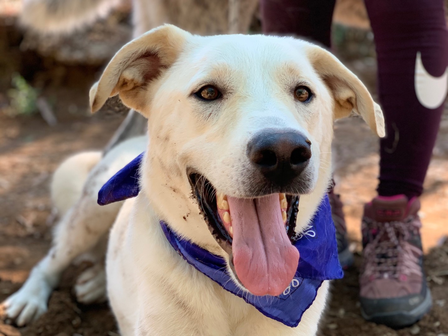 Adozione cane, maschio, Razza sconosciuta Razza sconosciuta, 2 anni, taglia grande, Latina