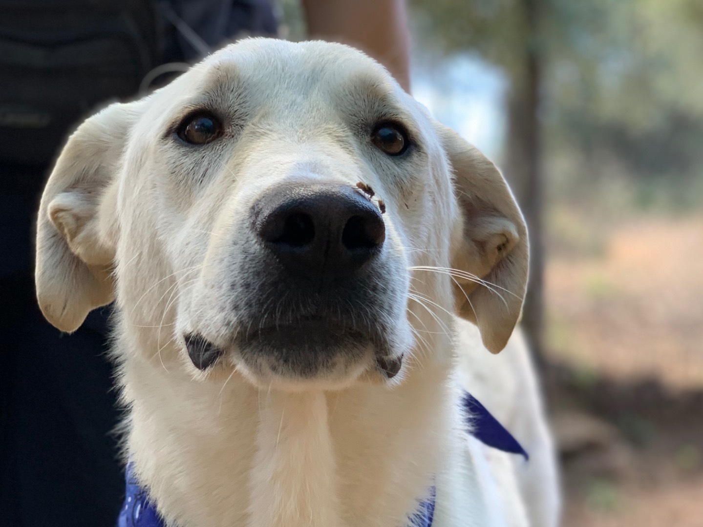 Adotta un cane, maschio, 2 anni, Latina