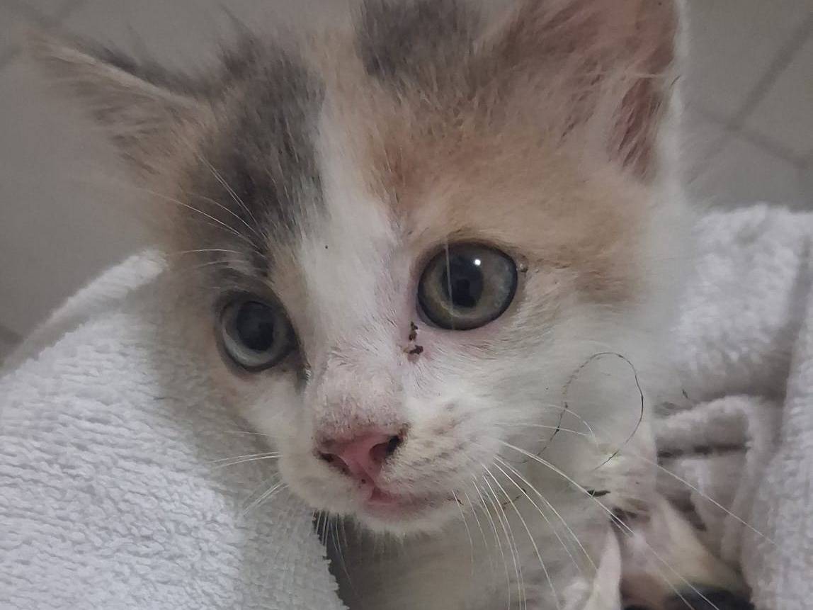 Adotta un gatto, taglia non valida, femmina, Catanzaro