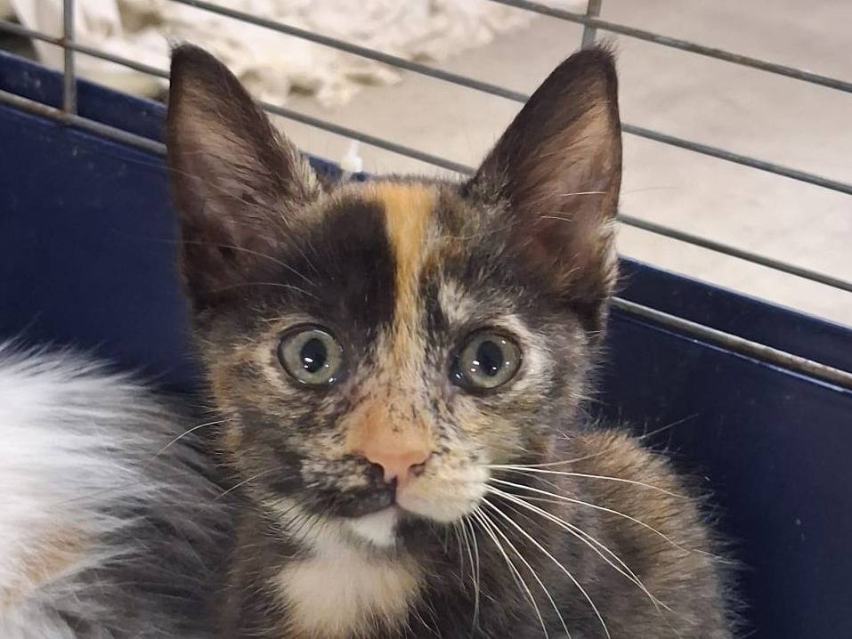 Vuoi adottare un gatto a Catanzaro?