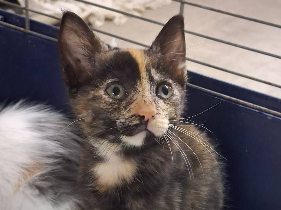 Adotta il gatto Daisy e Peach a Catanzaro