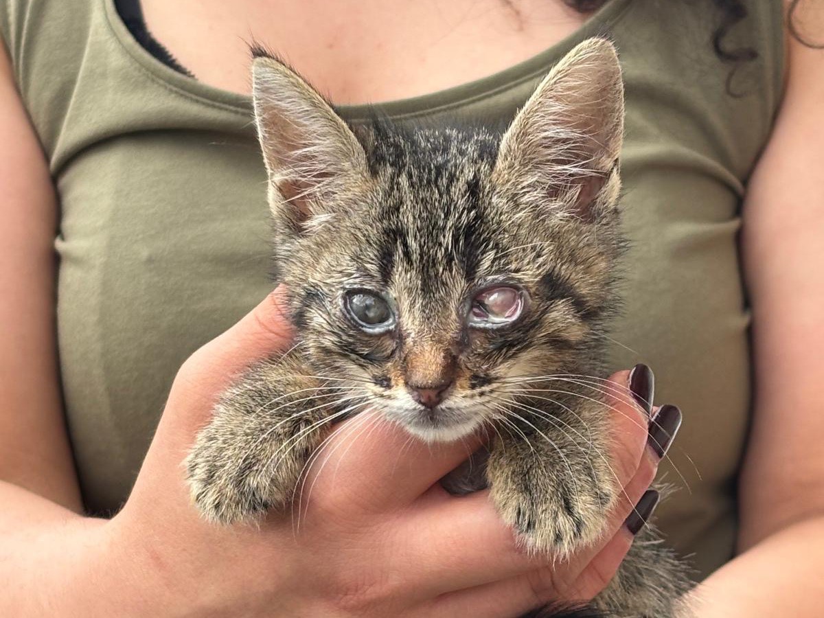 Adozione gatto, maschio, Razza sconosciuta Razza sconosciuta, 3 mesi, taglia non valida, Avellino