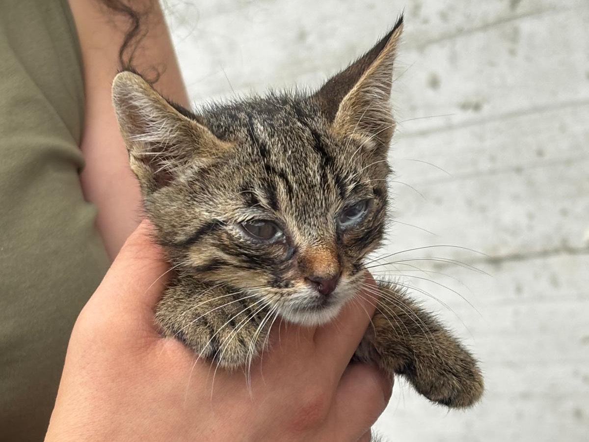 Adozione gatto, maschio, Razza sconosciuta Razza sconosciuta, 3 mesi, taglia non valida, Avellino