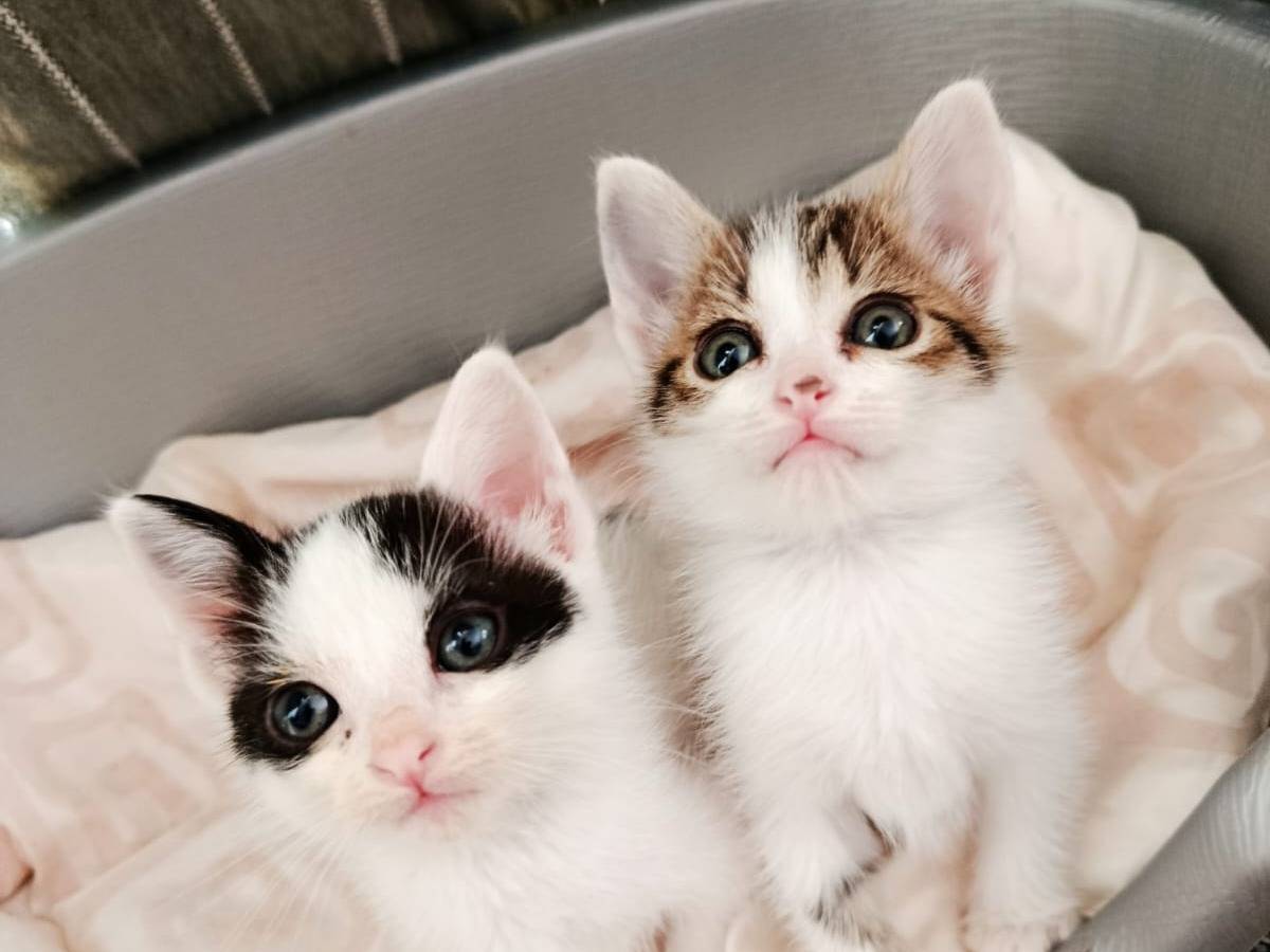 Adozione gatto, maschio, Razza sconosciuta Razza sconosciuta, 2 mesi, taglia non valida, Frosinone