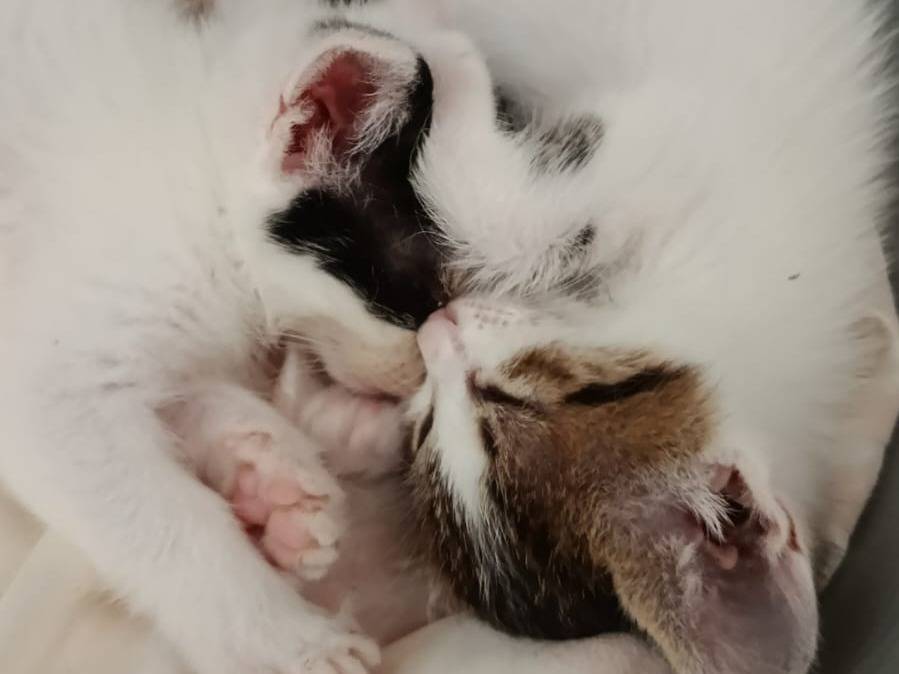Adotta un gatto, maschio, 2 mesi, Frosinone