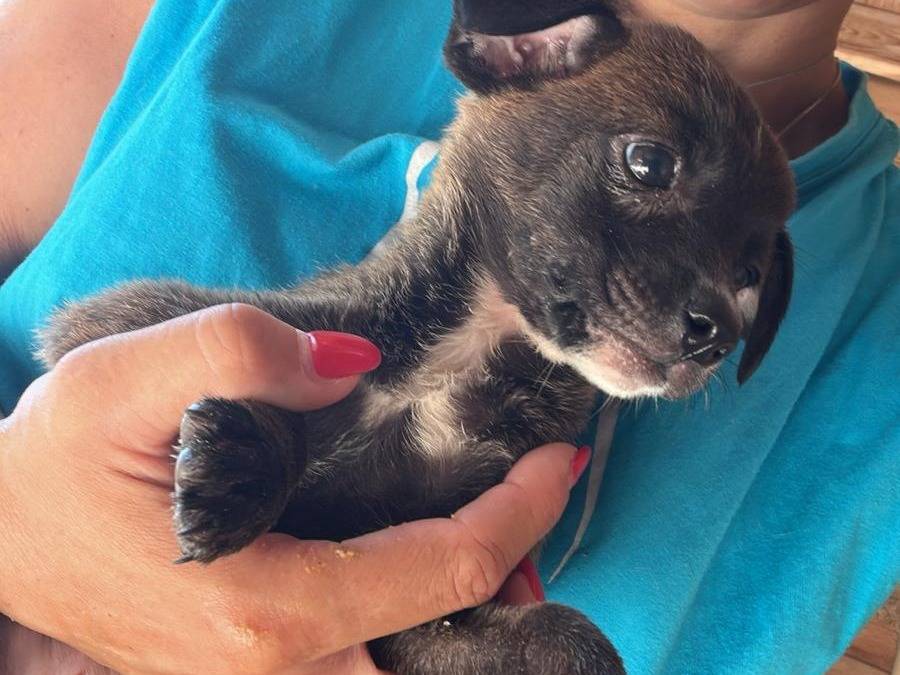Adozione cane, femmina, Razza sconosciuta Razza sconosciuta, 3 mesi, taglia media contenuta, Avellino