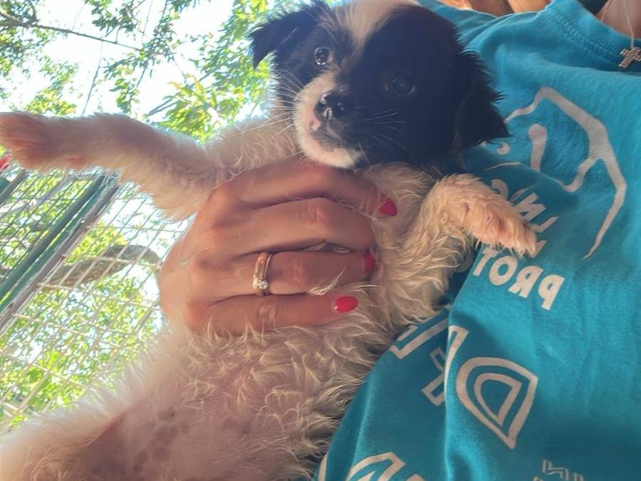 Adotta un cane, femmina, 3 mesi, Avellino