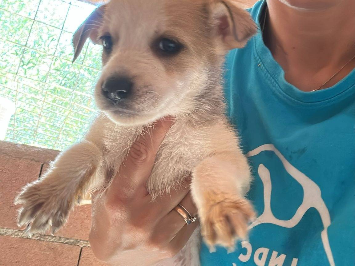 Adotta un cane, taglia media contenuta, femmina, Avellino