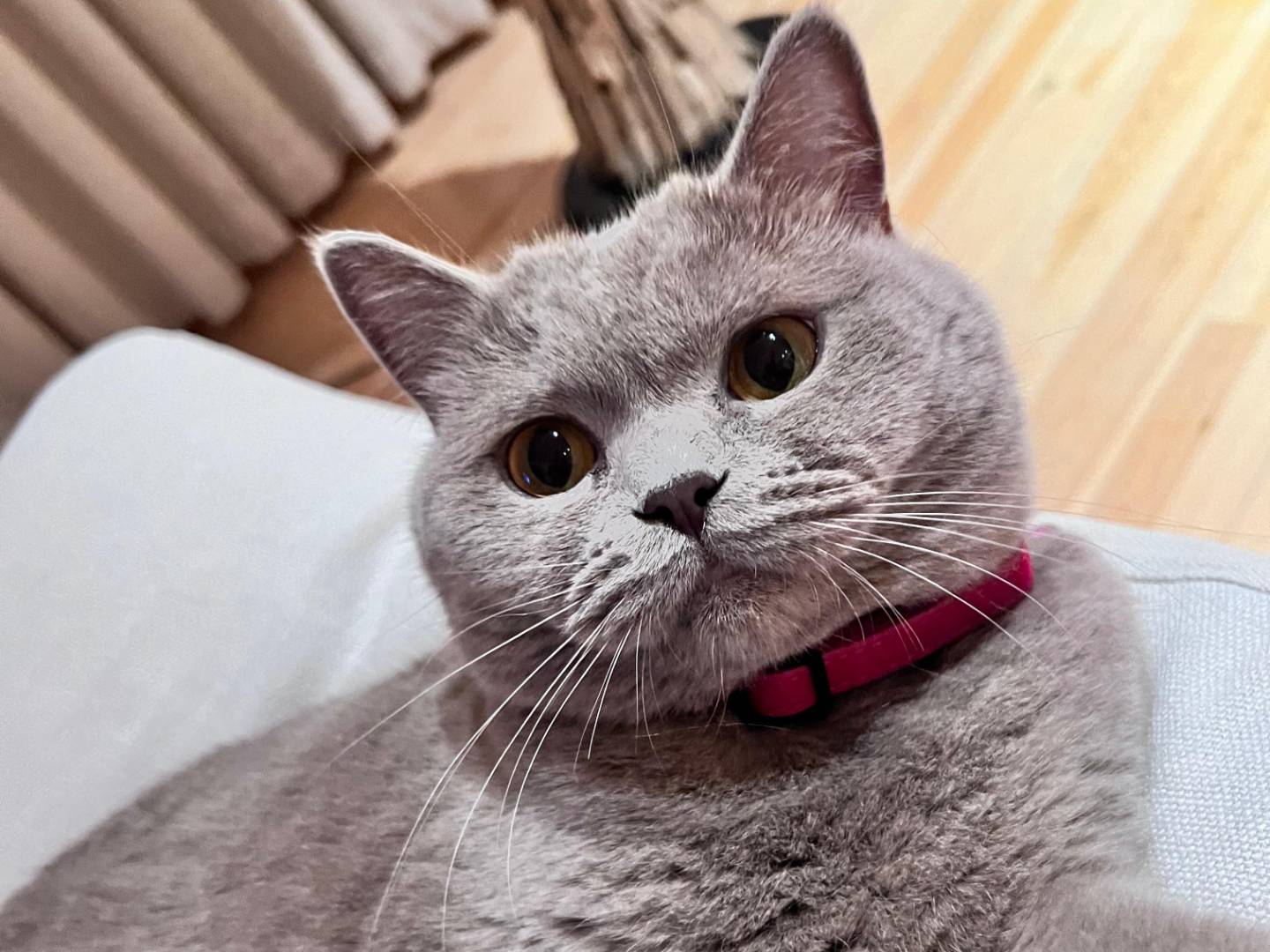 Adozione gatto, femmina, Scottish Straight  Razza sconosciuta, 5 anni e 2 mesi, taglia non valida, Torino