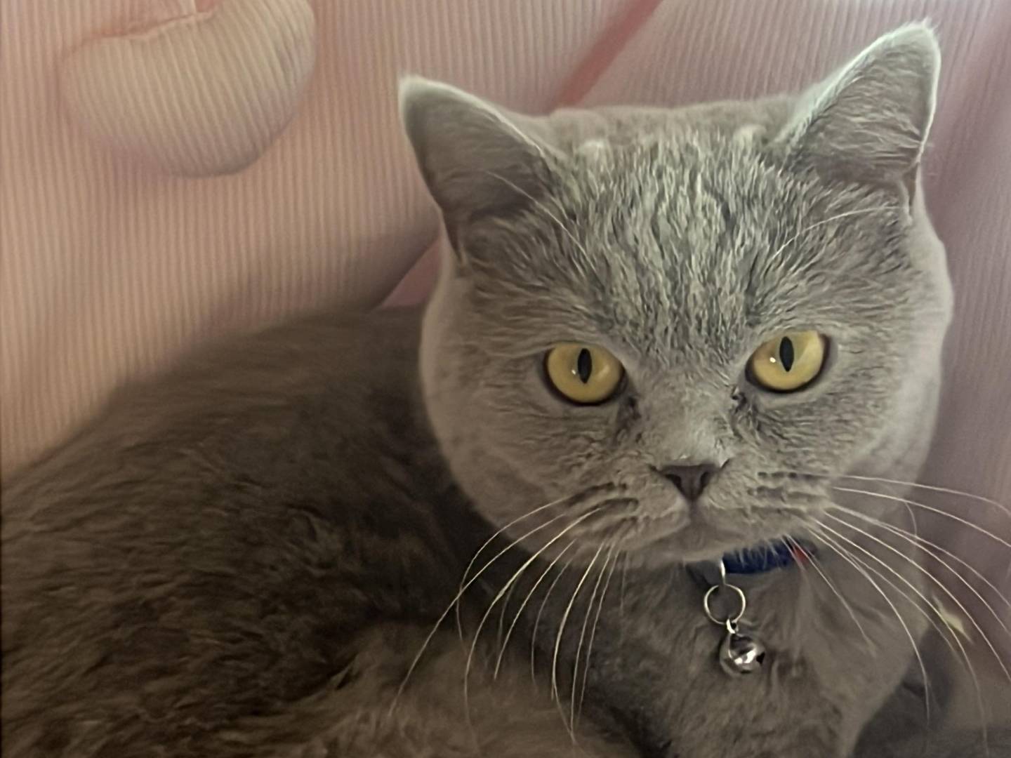 Adotta un gatto, femmina, 5 anni e 2 mesi, Torino