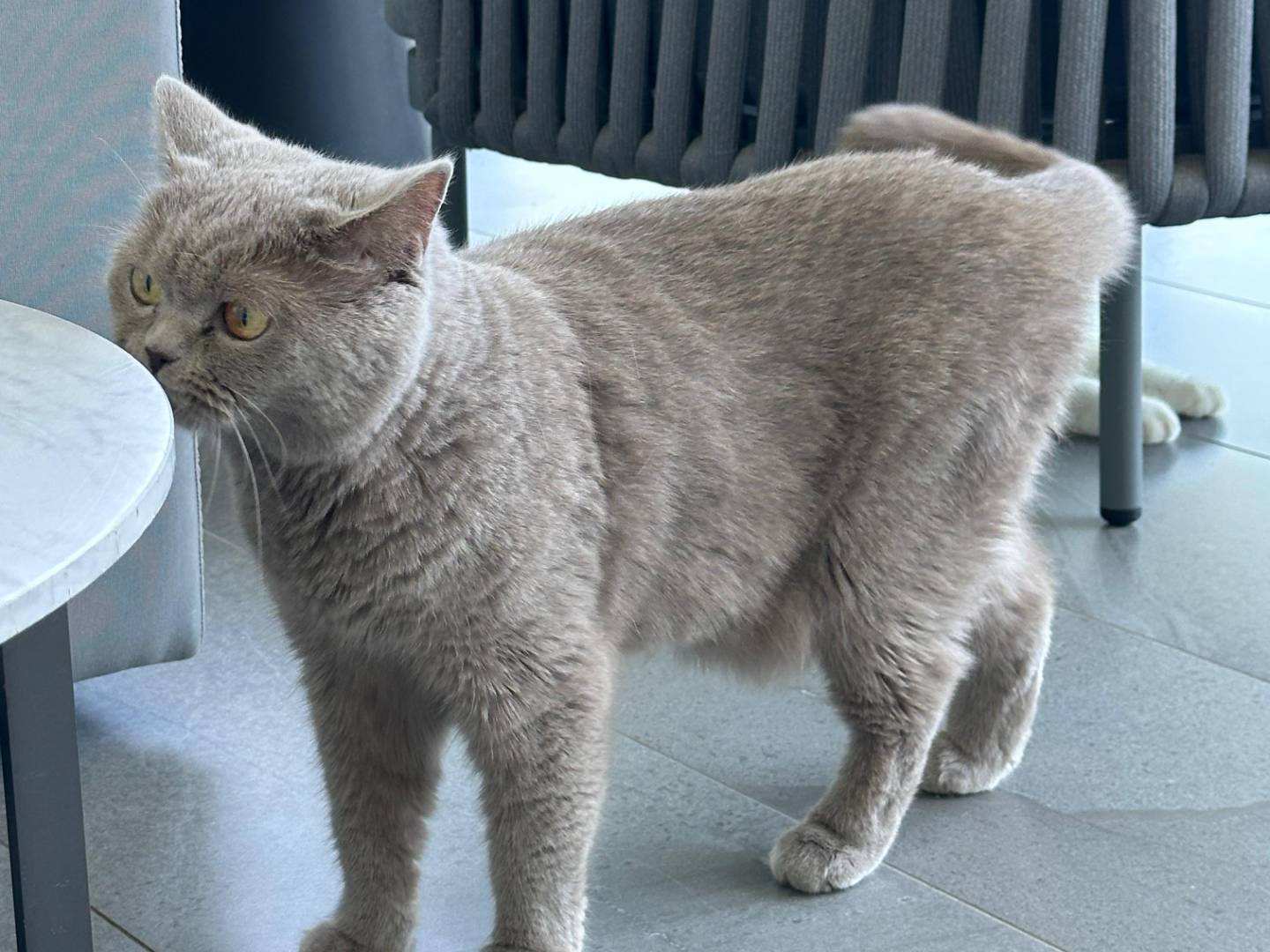 Adotta un gatto, taglia non valida, femmina, Torino