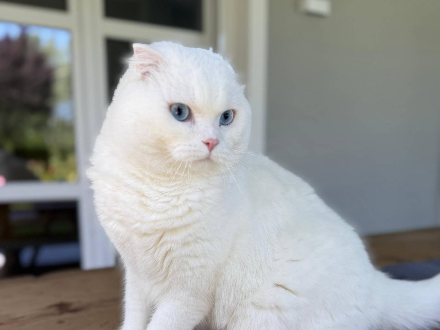 Adotta un gatto, maschio, 2 anni e 2 mesi, Torino