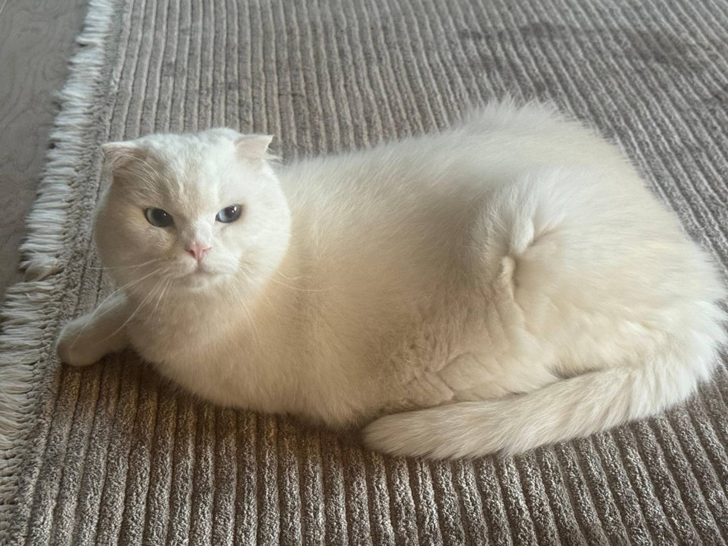 Adotta un gatto, taglia non valida, maschio, Torino