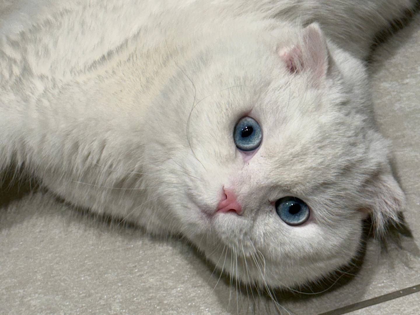 Adozione gatto, maschio, Scottish Straight  Razza sconosciuta, 2 anni e 2 mesi, taglia non valida, Torino