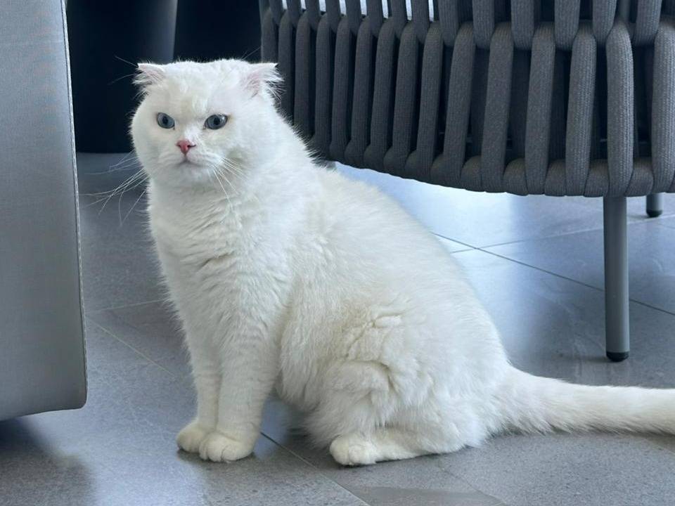 Vuoi adottare un gatto a Torino?