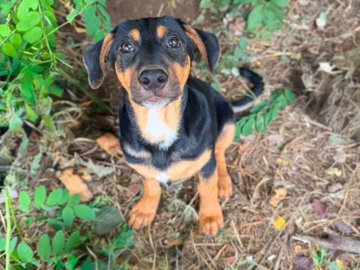Adozione cane, maschio, Bassotto Razza sconosciuta, 3 mesi, taglia media contenuta, Caserta