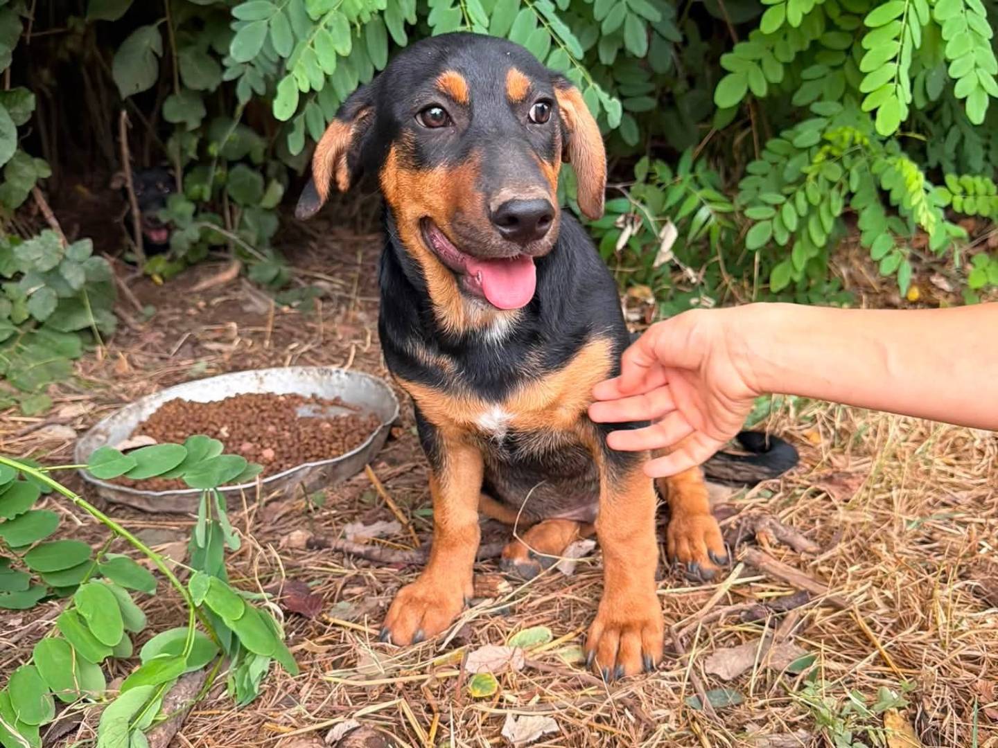 Adotta un cane, maschio, 3 mesi, Caserta