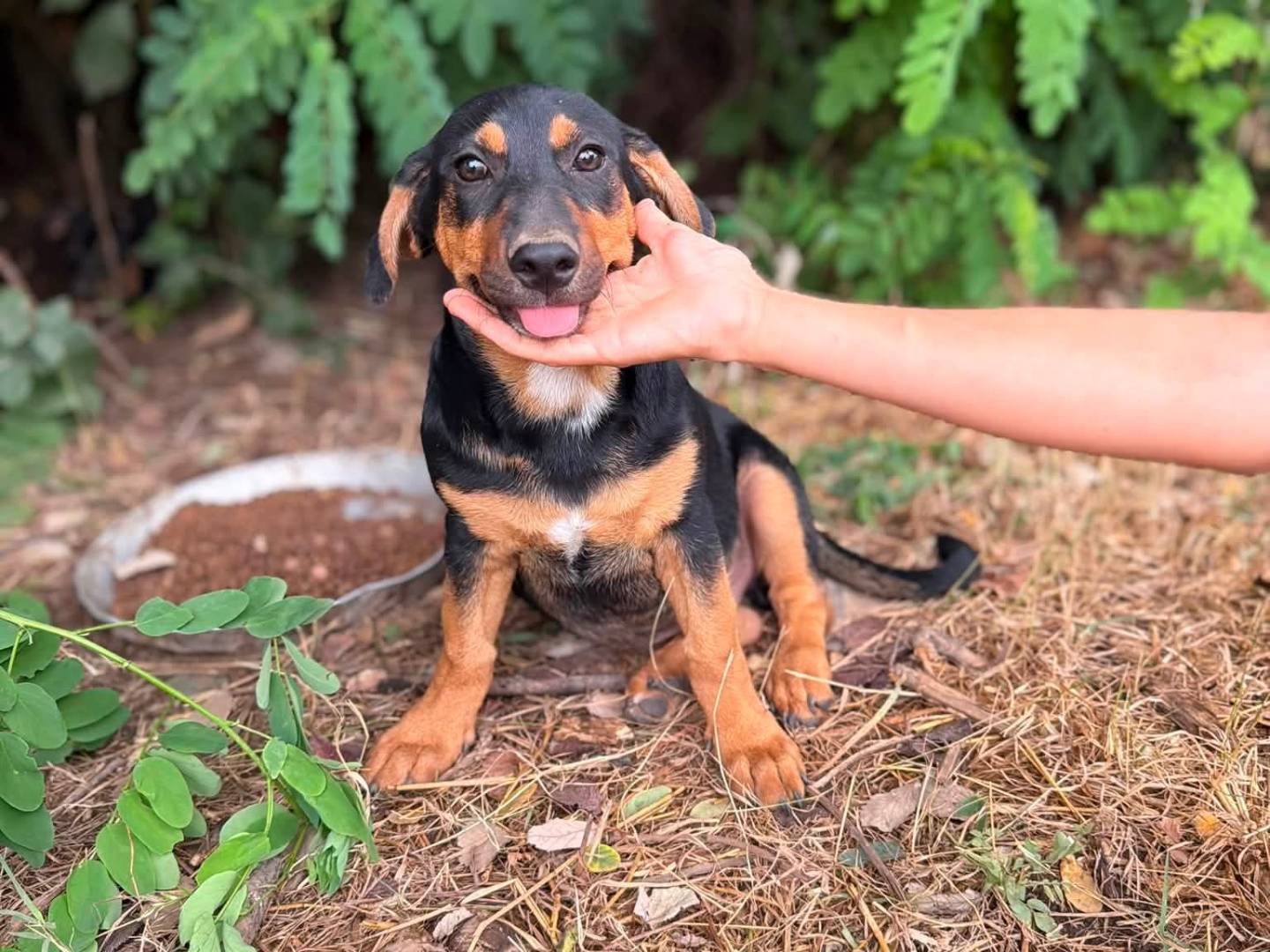 Adotta un cane, taglia media contenuta, maschio, Caserta