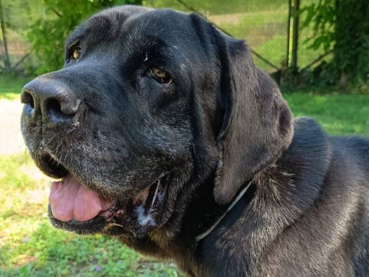 Adozione cane, femmina, Dogo Argentino Razza sconosciuta, 8 anni e 6 mesi, taglia gigante, Terni