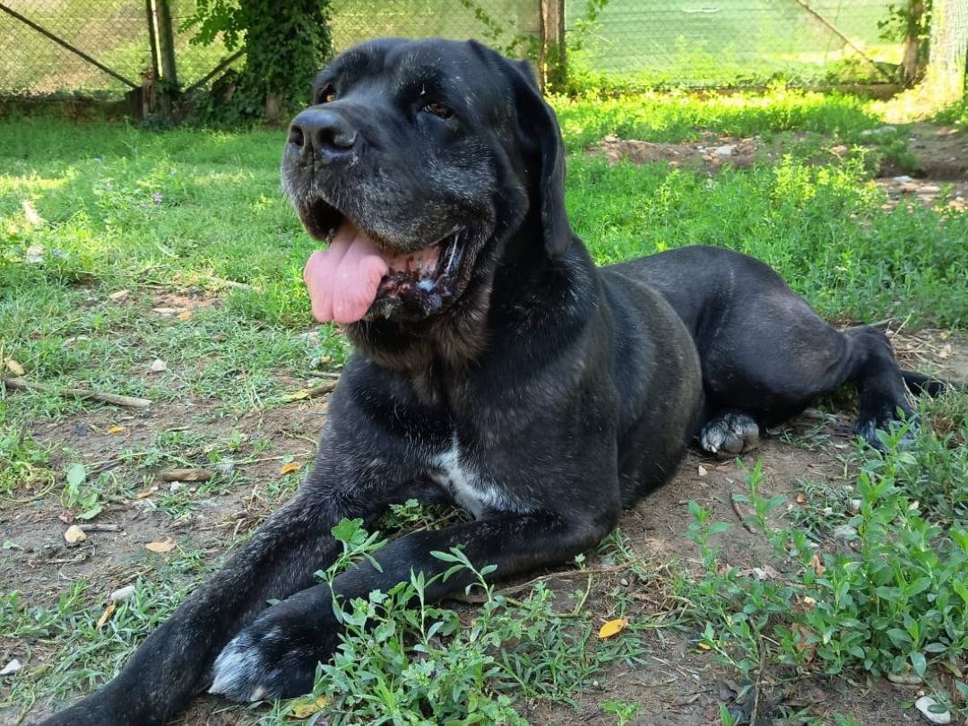 Adotta un cane, femmina, 8 anni e 6 mesi, Terni