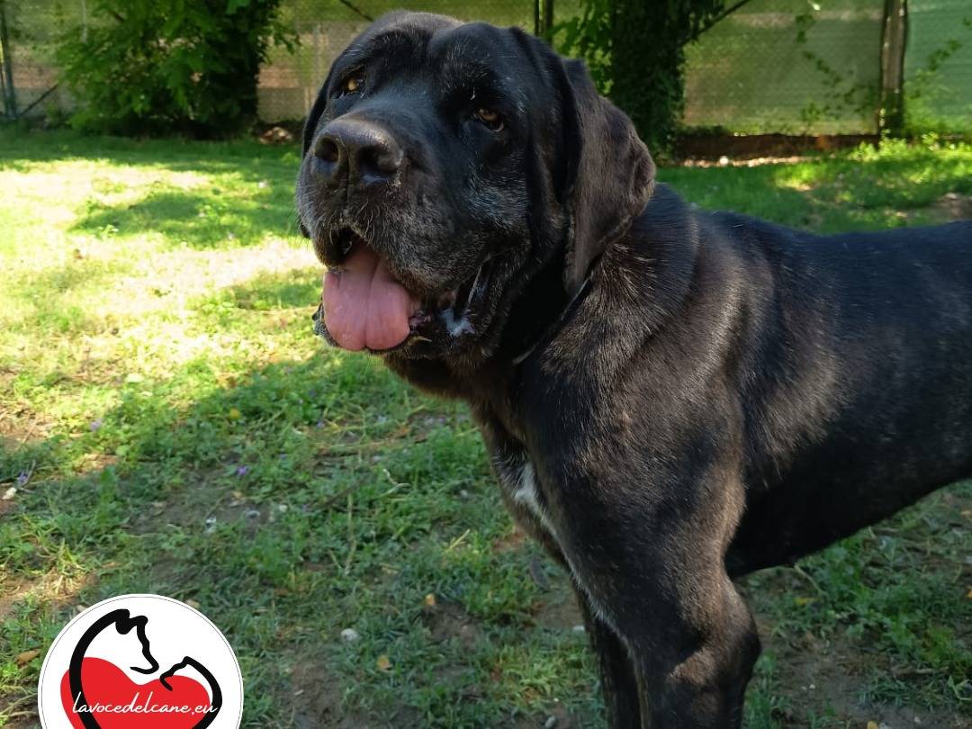 Adotta un cane, taglia gigante, femmina, Terni
