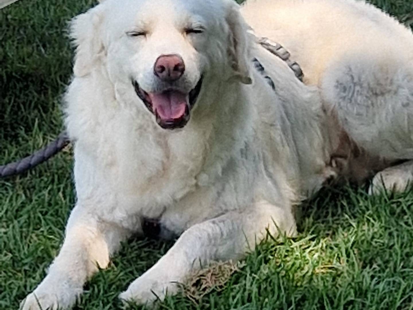 Adotta un cane, femmina, 2 anni e 2 mesi, Bari