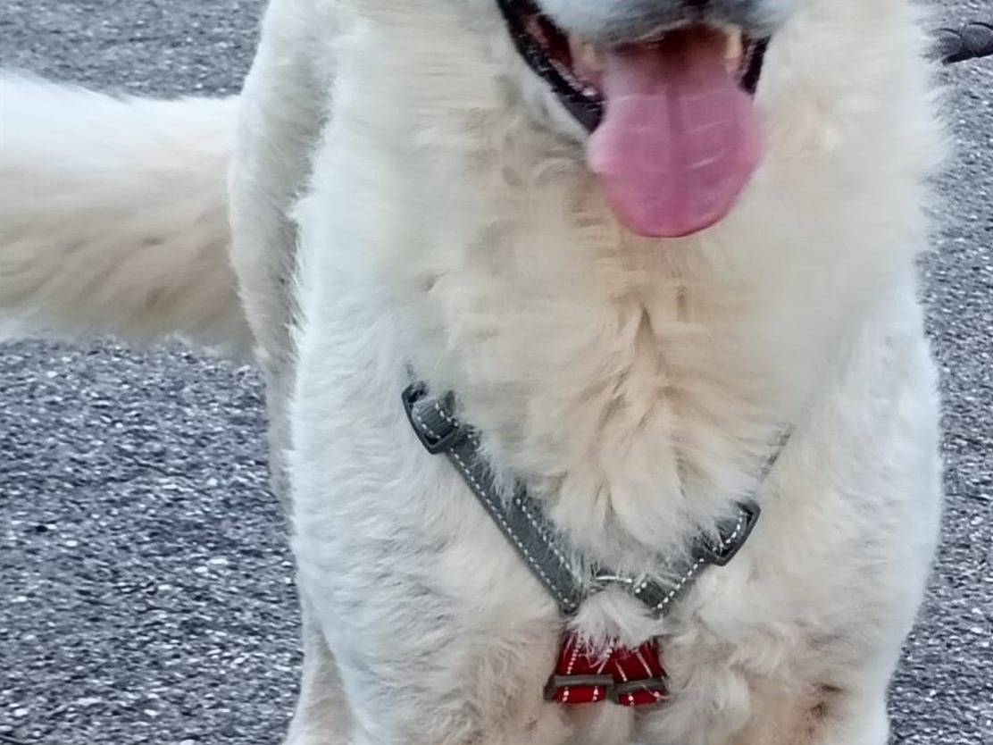 Adotta un cane, taglia grande, femmina, Bari