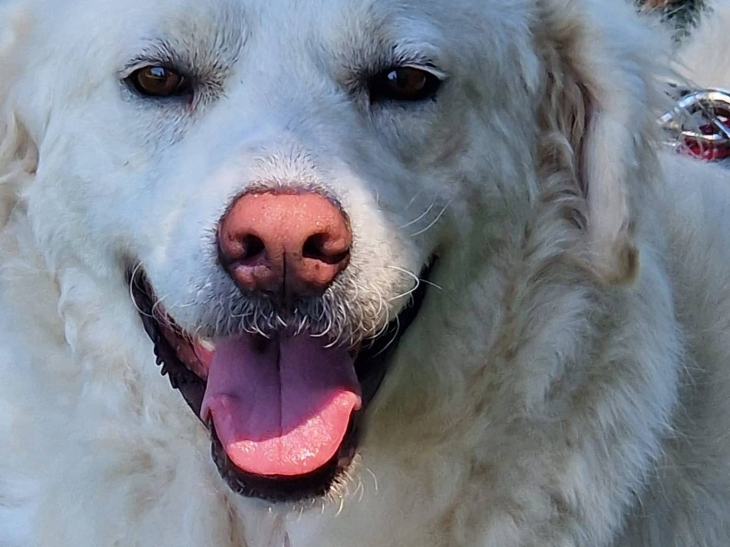 Adotta il cane Fatima a Bari