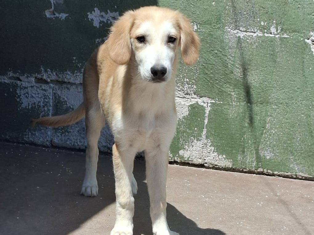 Adotta un cane, taglia media, maschio, Caserta