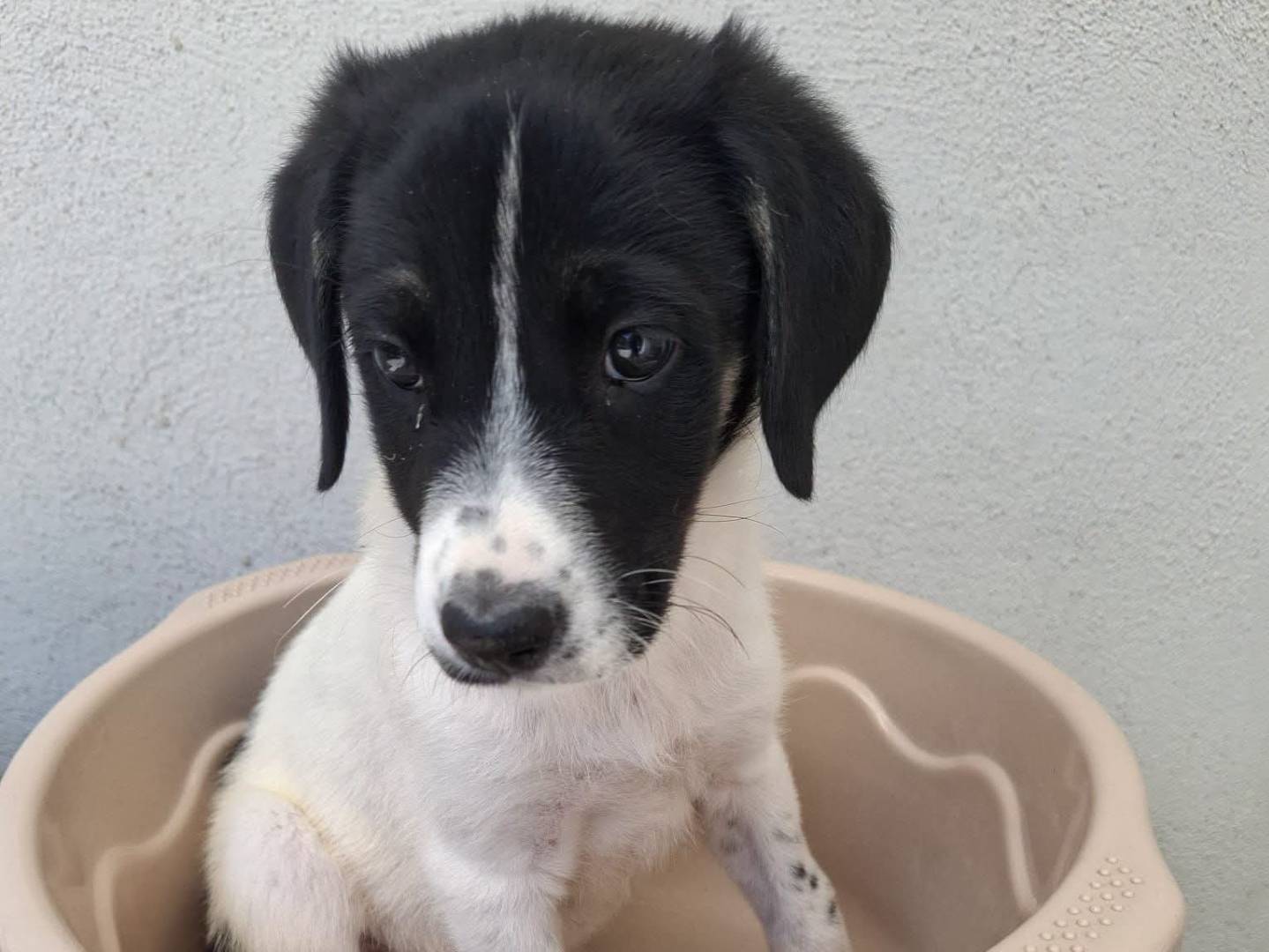 Adozione cane, femmina, Razza sconosciuta Razza sconosciuta, 2 mesi, taglia media, Caserta