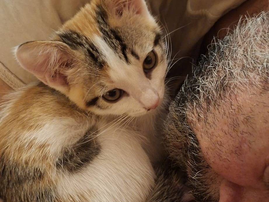 Adozione gatto, femmina, Razza sconosciuta Razza sconosciuta, 1 mese, taglia non valida, Taranto