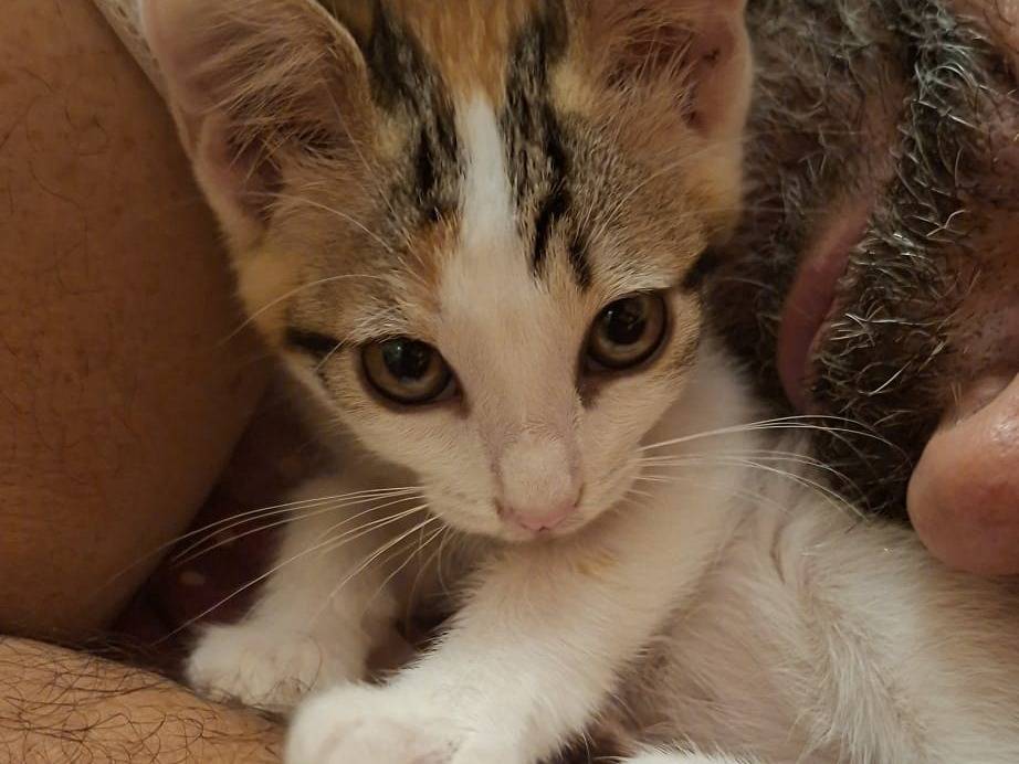 Adotta un gatto, taglia non valida, femmina, Taranto