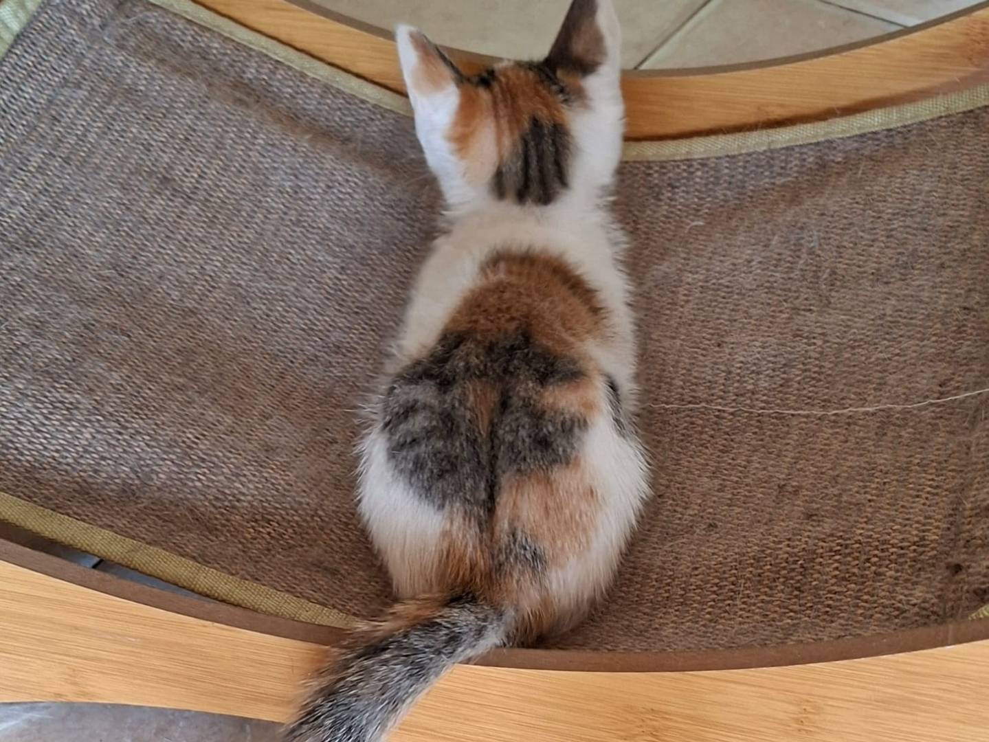Vuoi adottare un gatto a Taranto?