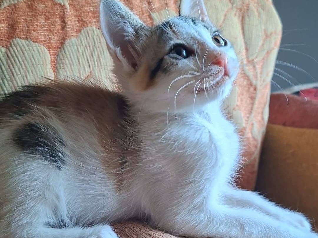Adotta il gatto candy a Taranto
