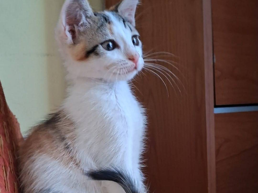 Adotta un gatto, femmina, 1 mese, Taranto