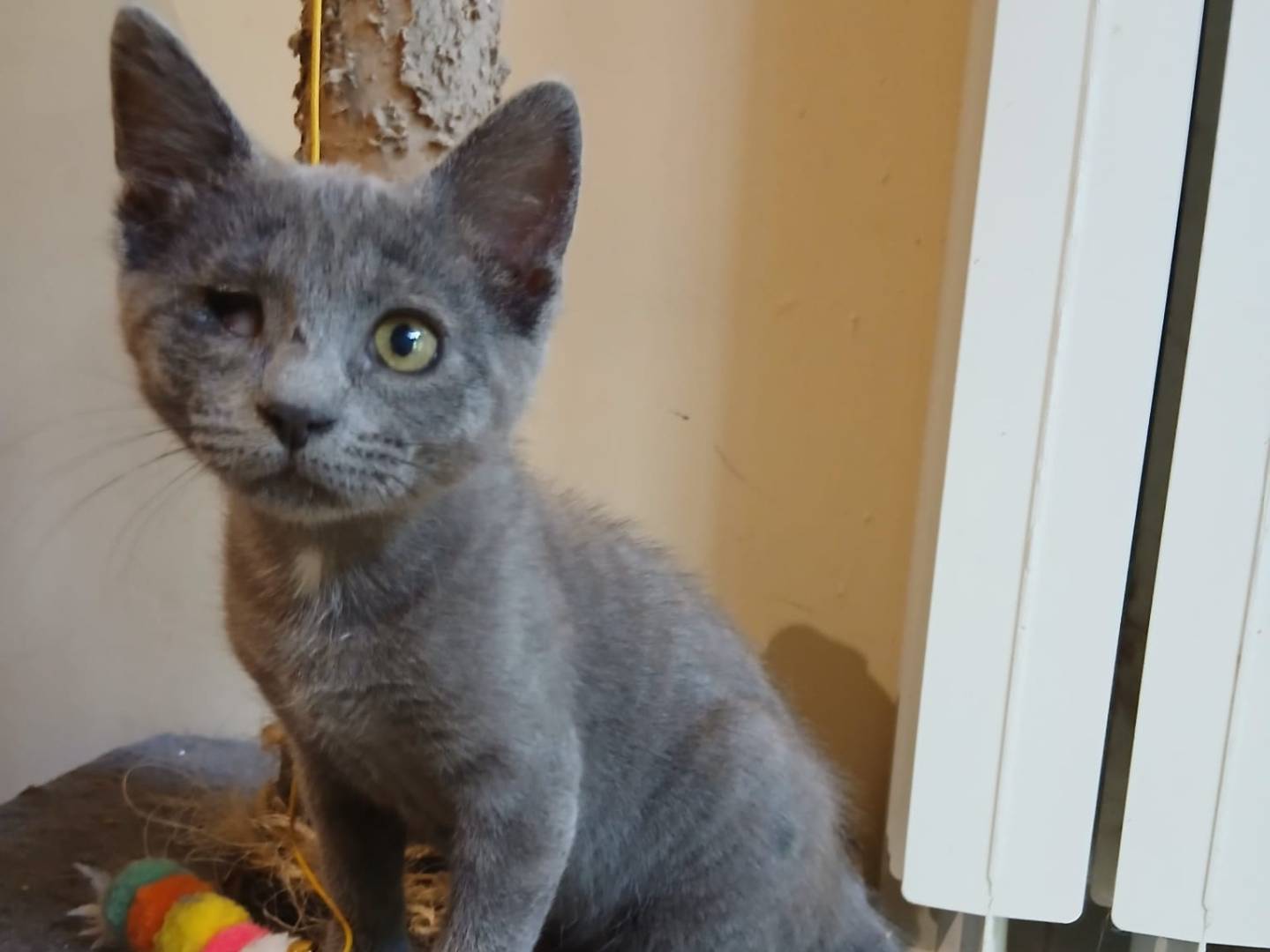 Adozione gatto, femmina, Razza sconosciuta Razza sconosciuta, 3 mesi, taglia non valida, Torino