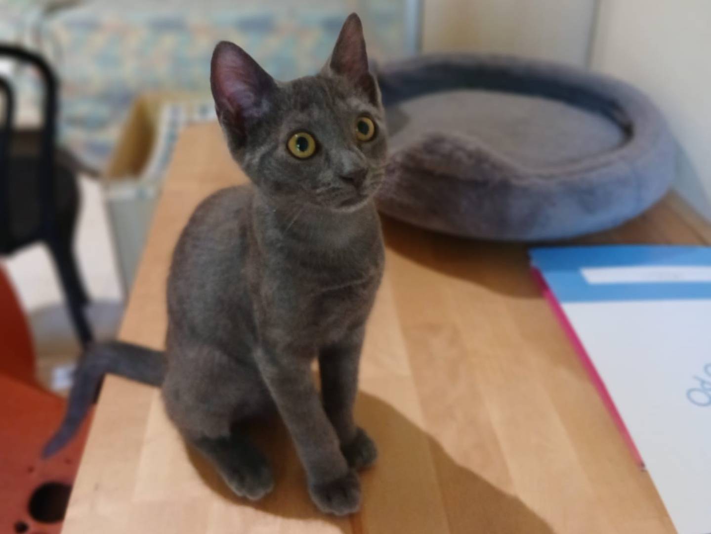 Adotta un gatto, femmina, 3 mesi, Torino