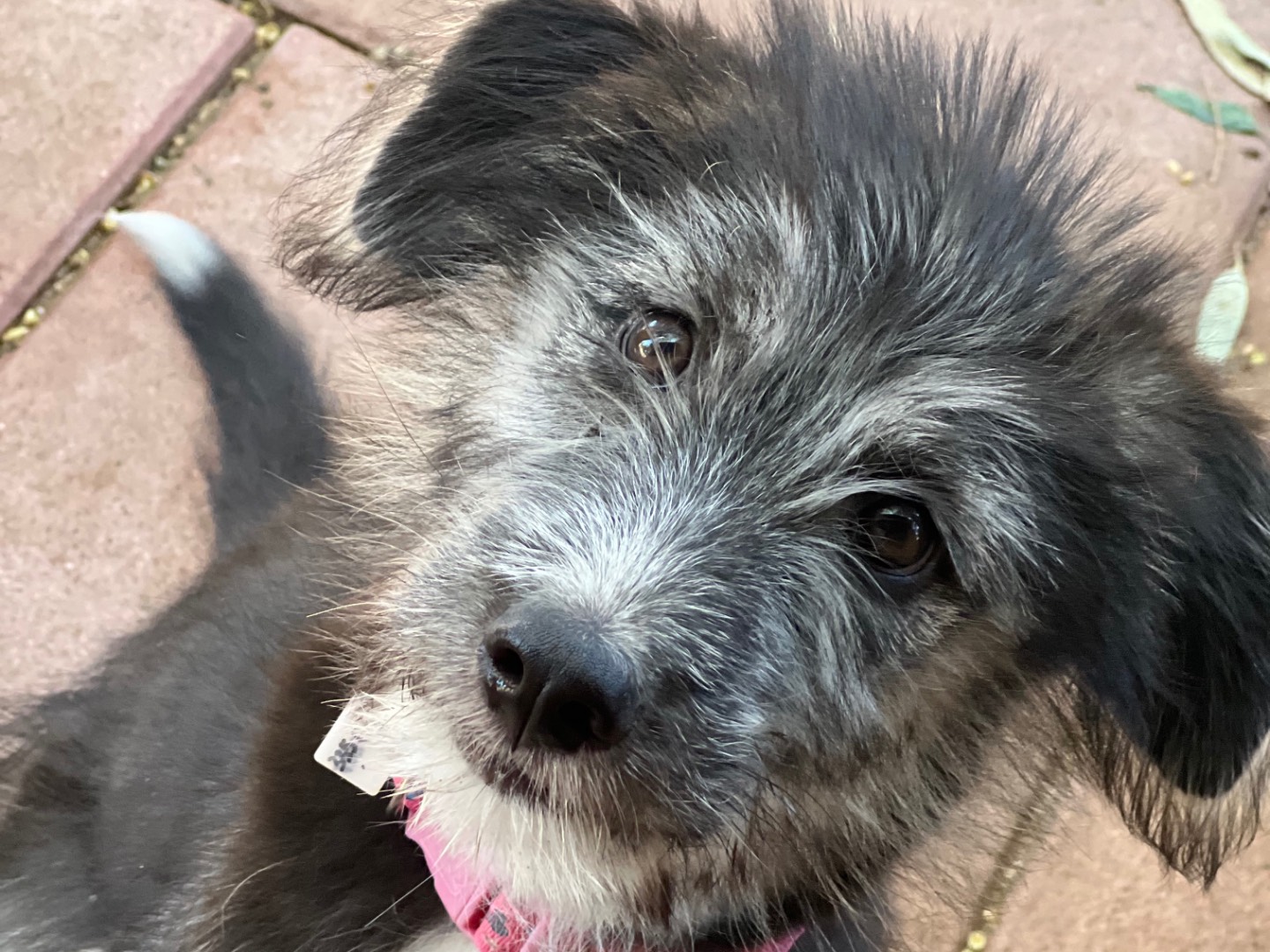Adozione cane, femmina, Spinone Siberian Husky, 4 mesi, taglia media, Roma