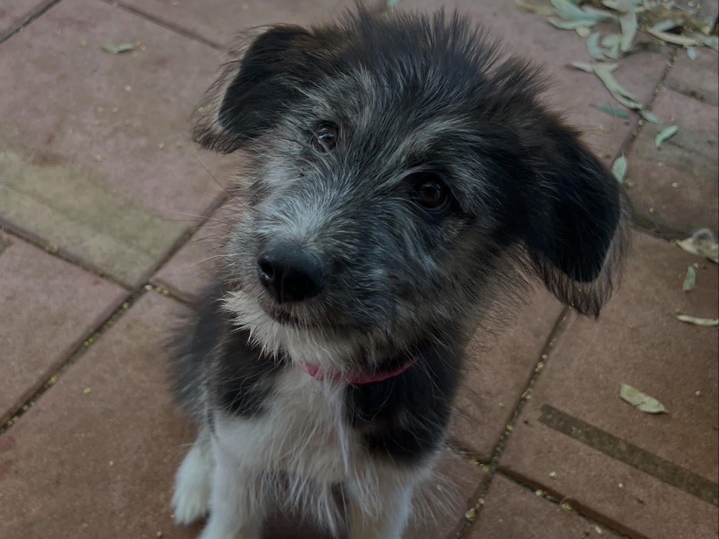 Adotta un cane, femmina, 4 mesi, Roma