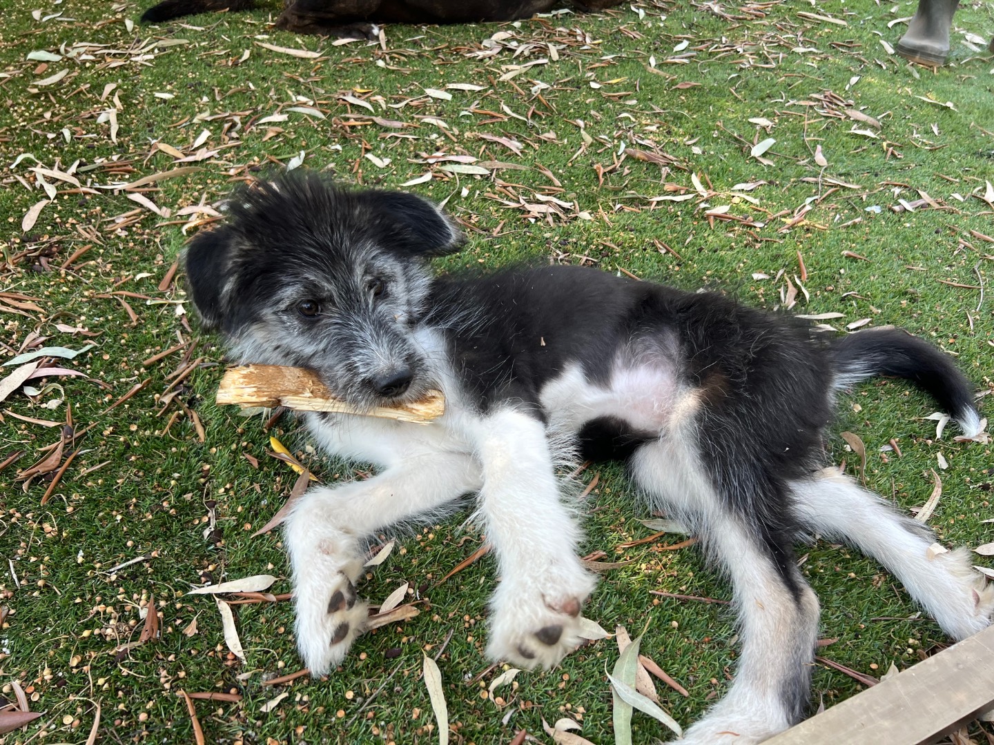 Adotta un cane, taglia media, femmina, Roma