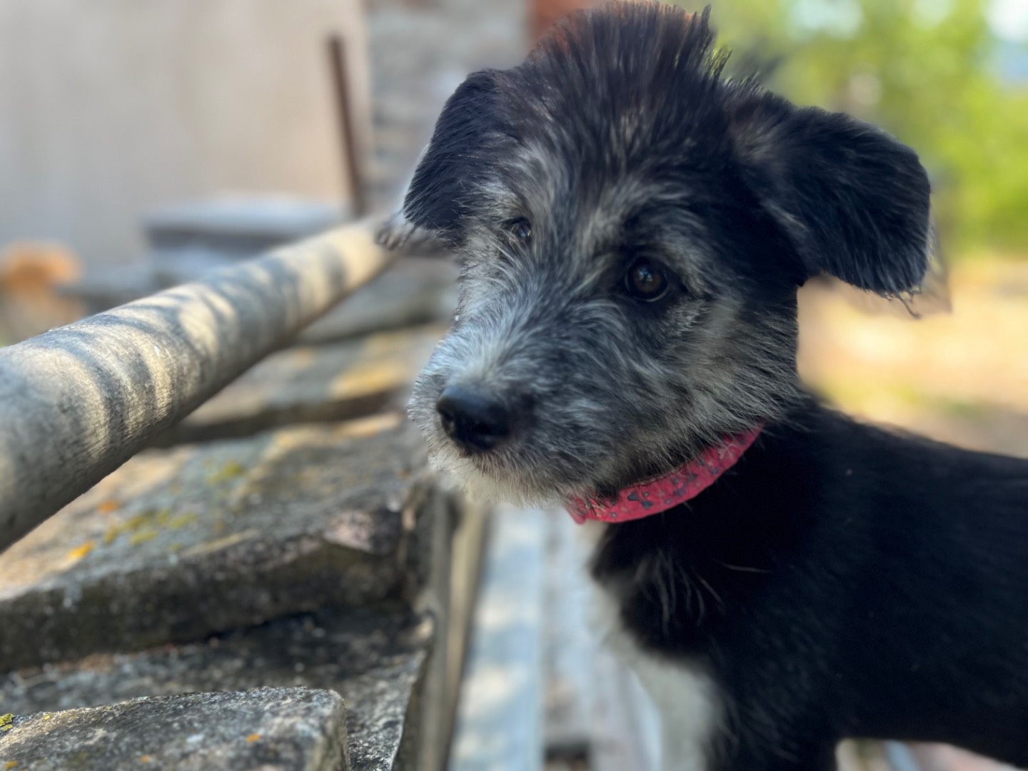 Adotta il cane Zoe a Roma